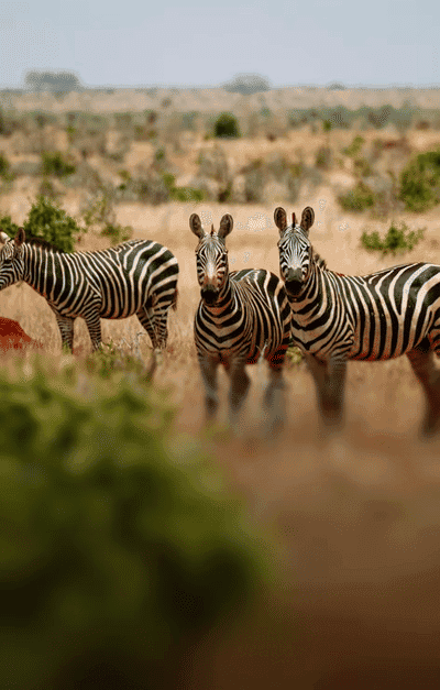 TANZANIA